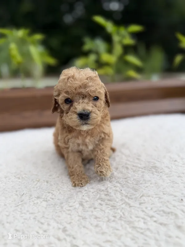 Shadow – Miniature Goldendoodle puppy for sale in Knoxville, TN