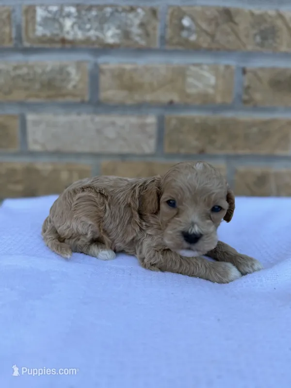 Skipper – Miniature Goldendoodle puppy for sale in Knoxville, TN