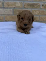 Rex , a male Miniature Goldendoodle for sale in Knoxville, TN – 4 of 5