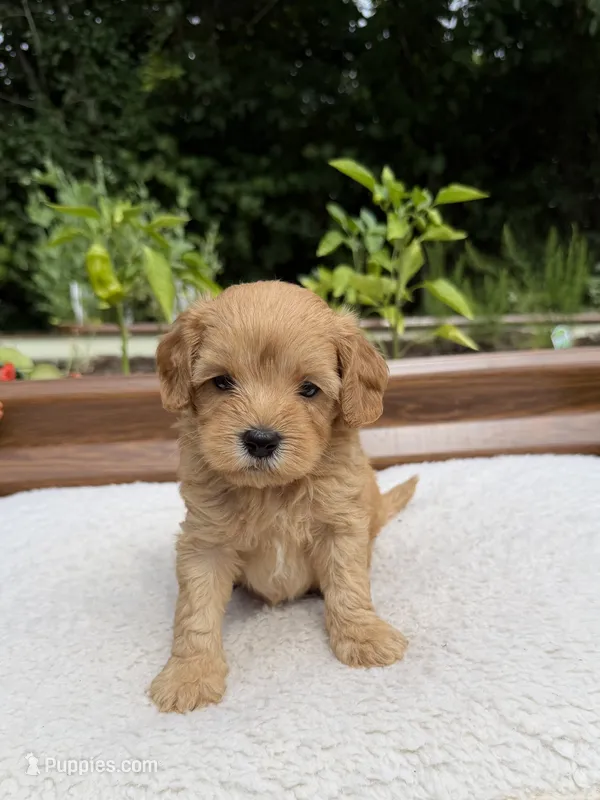 Rover – Miniature Goldendoodle puppy for sale in Knoxville, TN