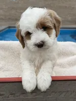 Quantum, a male Goldendoodle and Miniature Goldendoodle for sale in Knoxville, TN – 1 of 4