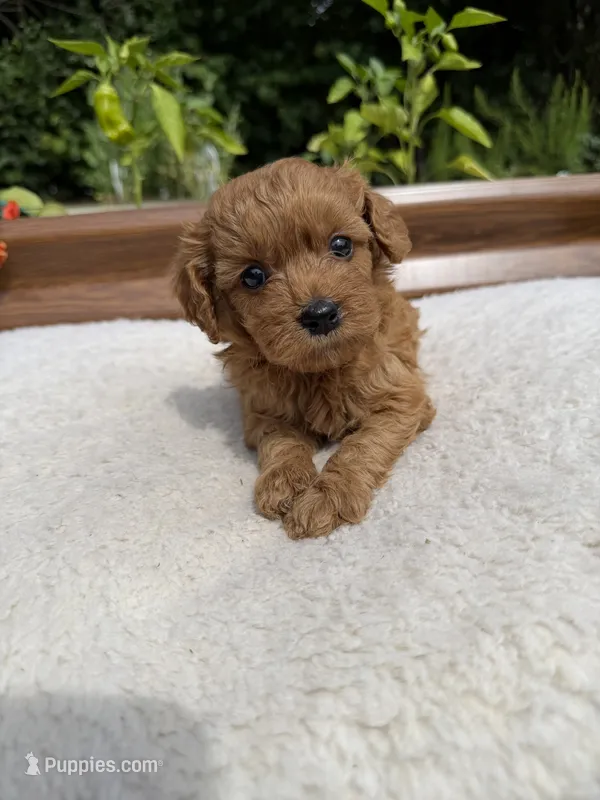 Ruby – Miniature Goldendoodle puppy for sale in Knoxville, TN