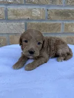 Scooby, a male Miniature Goldendoodle for sale in Knoxville, TN – 3 of 3
