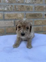 Rocky, a male Miniature Goldendoodle for sale in Knoxville, TN – 2 of 4