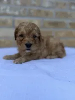 River, a female Miniature Goldendoodle for sale in Knoxville, TN – 2 of 4