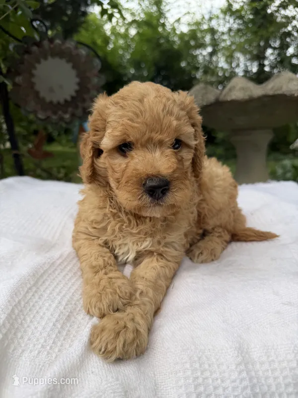 River – Miniature Goldendoodle puppy for sale in Knoxville, TN