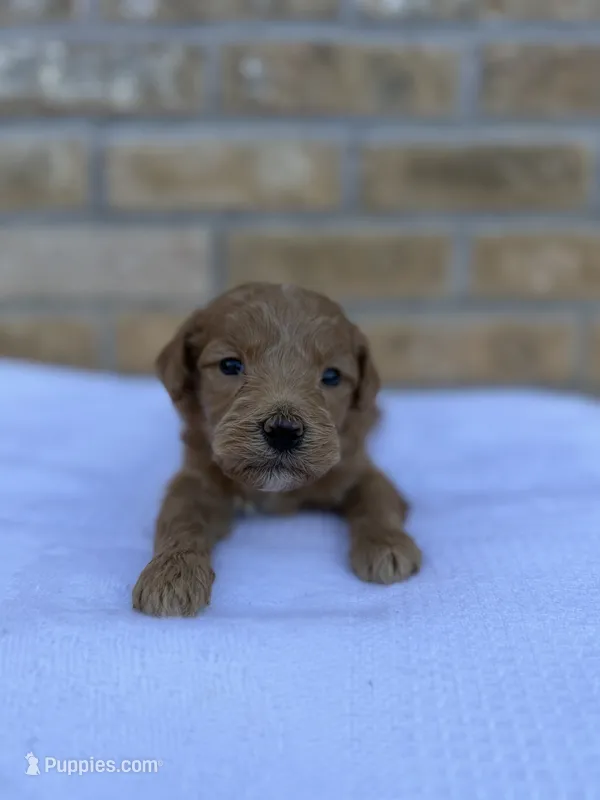 Scooby – Miniature Goldendoodle puppy for sale in Knoxville, TN