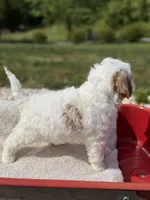 Quintin, a female Goldendoodle and Miniature Goldendoodle for sale in Knoxville, TN – 3 of 5