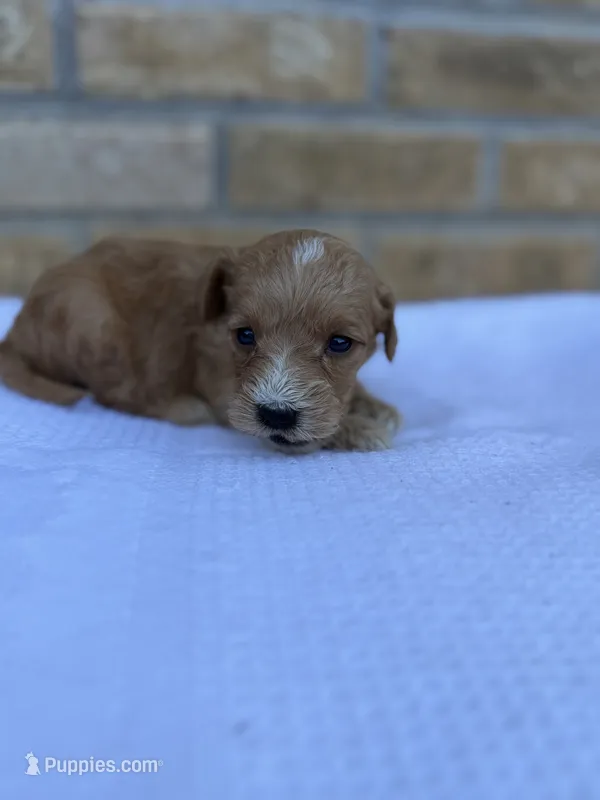 Sunny – Miniature Goldendoodle puppy for sale in Knoxville, TN