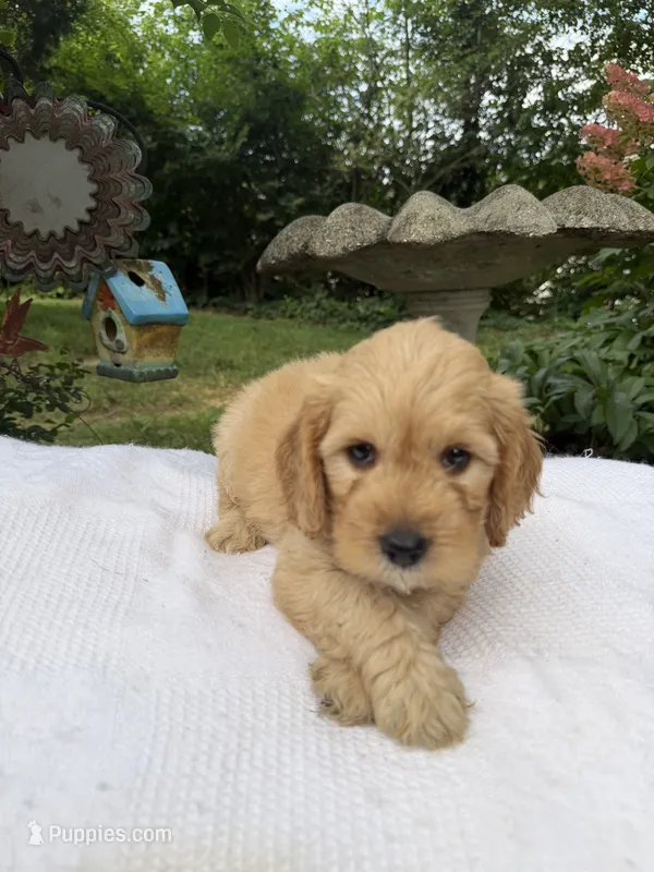 Raider  – Miniature Goldendoodle puppy for sale in Knoxville, TN