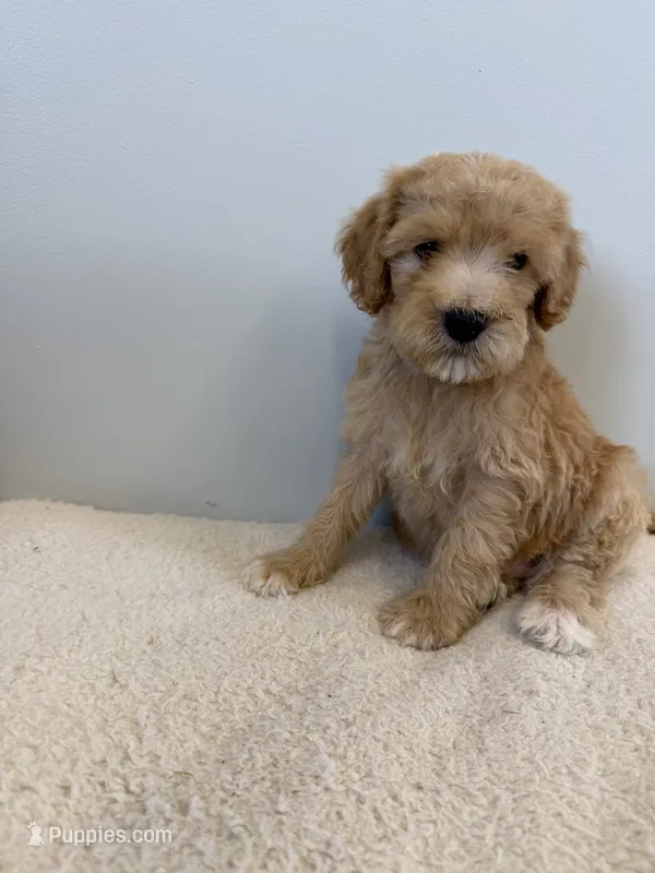 Skipper – Miniature Goldendoodle puppy for sale in Knoxville, TN
