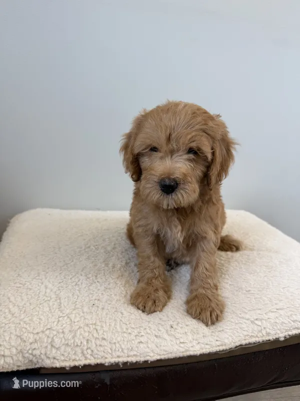 Scooby – Miniature Goldendoodle puppy for sale in Knoxville, TN