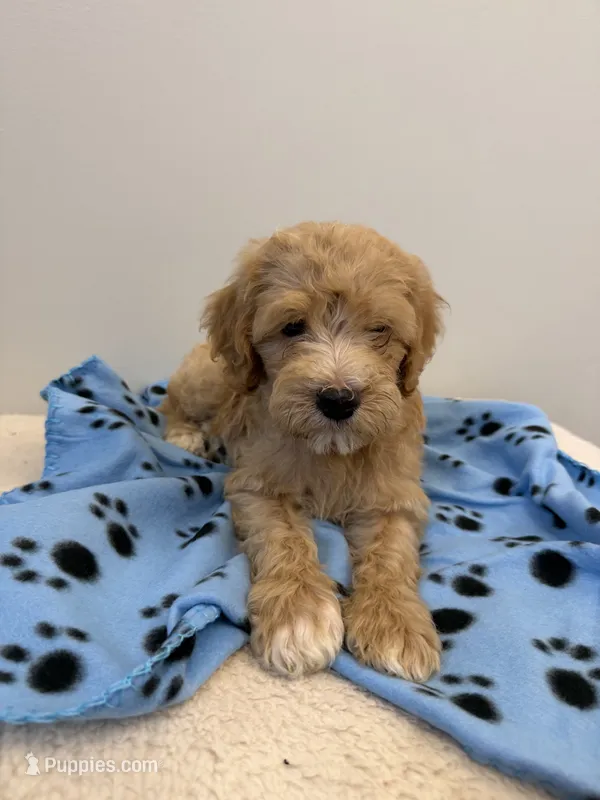 Skipper – Miniature Goldendoodle puppy for sale in Knoxville, TN