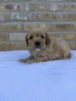 Raider , a male Miniature Goldendoodle for sale in Knoxville, TN – 2 of 3