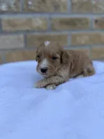 Sterling, a male Miniature Goldendoodle for sale in Knoxville, TN – 2 of 4
