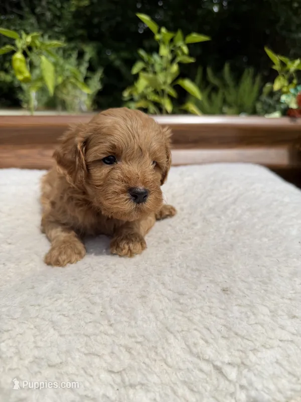 Rex  – Miniature Goldendoodle puppy for sale in Knoxville, TN