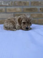 Rocky, a male Miniature Goldendoodle for sale in Knoxville, TN – 4 of 4