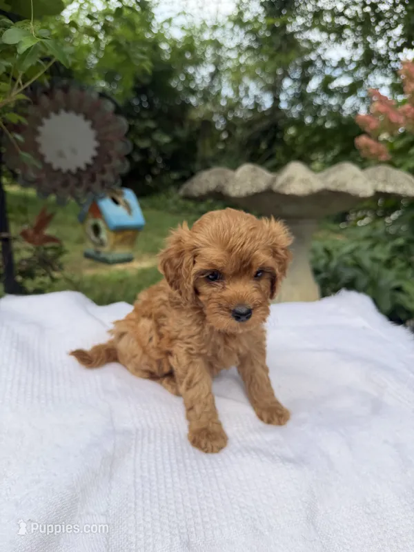 Ruby – Miniature Goldendoodle puppy for sale in Knoxville, TN