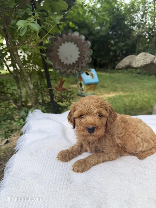Rex  – Miniature Goldendoodle puppy for sale in Knoxville, TN