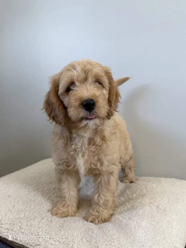 Raider  – Miniature Goldendoodle puppy for sale in Knoxville, TN