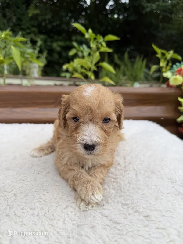 Sunny – Miniature Goldendoodle puppy for sale in Knoxville, TN