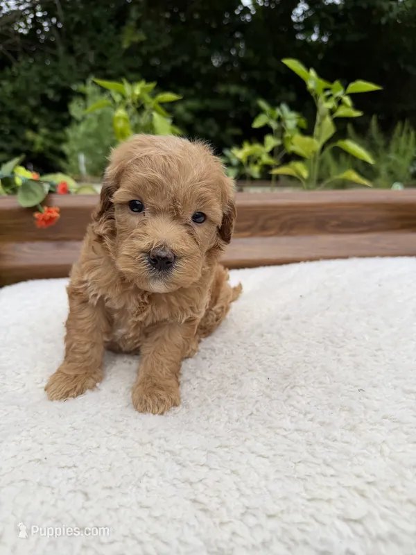 Scooby – Miniature Goldendoodle puppy for sale in Knoxville, TN