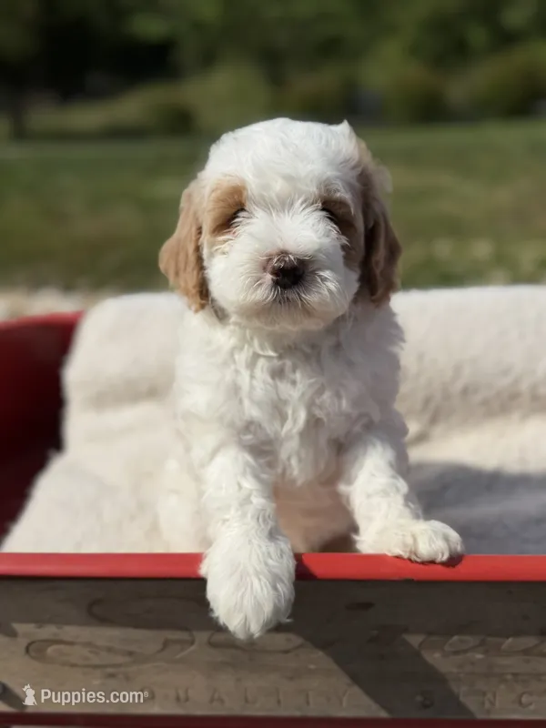 Quintin, a female Goldendoodle and Miniature Goldendoodle for sale in Knoxville, TN – 1 of 5