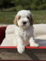 Quintin, a female Goldendoodle and Miniature Goldendoodle for sale in Knoxville, TN – 1 of 5
