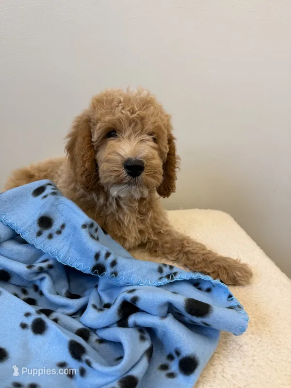 Rocky – Miniature Goldendoodle puppy for sale in Knoxville, TN