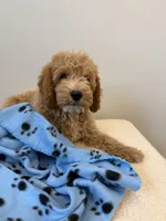 Rocky, a male Miniature Goldendoodle for sale in Knoxville, TN – 1 of 6