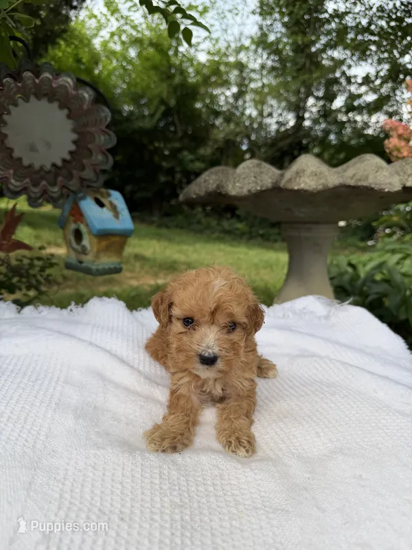 Sterling – Miniature Goldendoodle puppy for sale in Knoxville, TN