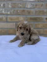 Rocky, a male Miniature Goldendoodle for sale in Knoxville, TN – 3 of 4