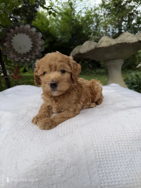 Scooby – Miniature Goldendoodle puppy for sale in Knoxville, TN