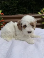 Quantum, a male Goldendoodle and Miniature Goldendoodle for sale in Knoxville, TN – Photo 2 of 5