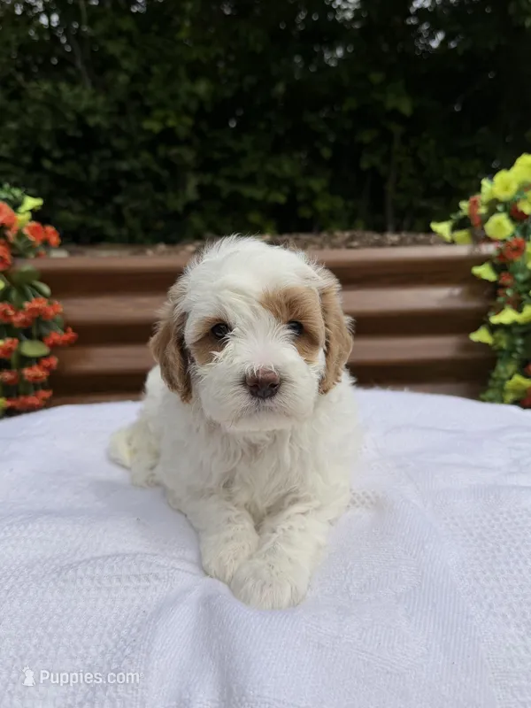 Quantum – Goldendoodle, Miniature Goldendoodle puppy for sale in Knoxville, TN