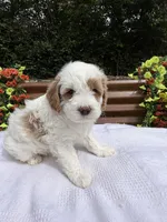 Quantum, a male Goldendoodle and Miniature Goldendoodle for sale in Knoxville, TN – Photo 5 of 5