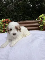 Quantum, a male Goldendoodle and Miniature Goldendoodle for sale in Knoxville, TN – Photo 4 of 5