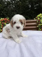 Quantum, a male Goldendoodle and Miniature Goldendoodle for sale in Knoxville, TN – Photo 1 of 5