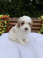 Quintin, a female Goldendoodle and Miniature Goldendoodle for sale in Knoxville, TN – Photo 3 of 5