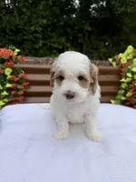 Quintin, a female Goldendoodle and Miniature Goldendoodle for sale in Knoxville, TN – Photo 2 of 5