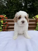 Quintin, a female Goldendoodle and Miniature Goldendoodle for sale in Knoxville, TN – Photo 1 of 5