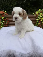Quintin, a female Goldendoodle and Miniature Goldendoodle for sale in Knoxville, TN – Photo 4 of 5