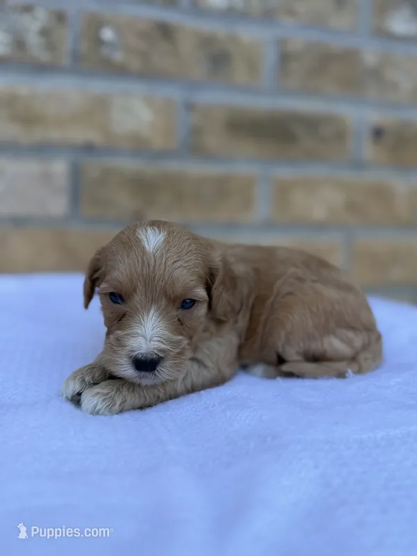 Sterling – Miniature Goldendoodle puppy for sale in Knoxville, TN