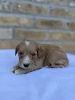 Sterling, a male Miniature Goldendoodle for sale in Knoxville, TN – 1 of 4