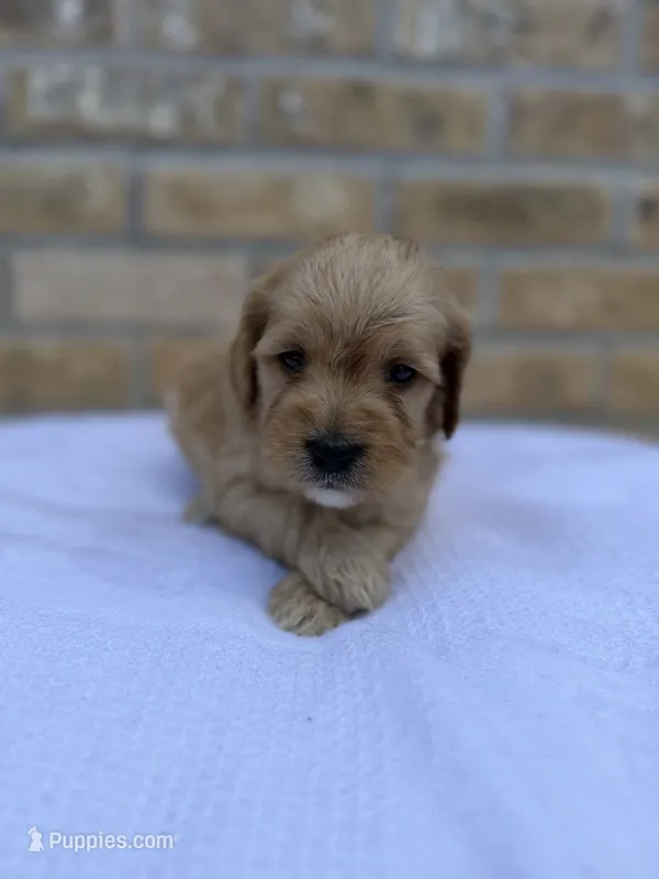 Raider  – Miniature Goldendoodle puppy for sale in Knoxville, TN