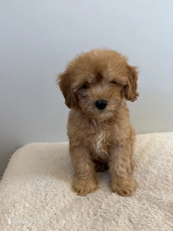 Rover – Miniature Goldendoodle puppy for sale in Knoxville, TN