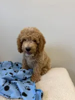 Rocky, a male Miniature Goldendoodle for sale in Knoxville, TN – 4 of 6