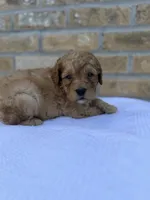 River, a female Miniature Goldendoodle for sale in Knoxville, TN – 3 of 4