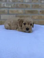 Raider , a male Miniature Goldendoodle for sale in Knoxville, TN – 3 of 3