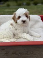 Quantum, a male Goldendoodle and Miniature Goldendoodle for sale in Knoxville, TN – 4 of 4